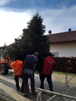 Foto des Albums: Christbäume aufstellen/schmücken 2025