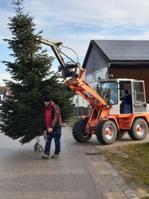 Foto des Albums: Christbäume aufstellen/schmücken 2025