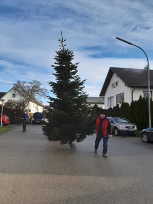Foto des Albums: Christbäume aufstellen/schmücken 2025