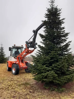 Foto des Albums: Christbäume aufstellen/schmücken 2025