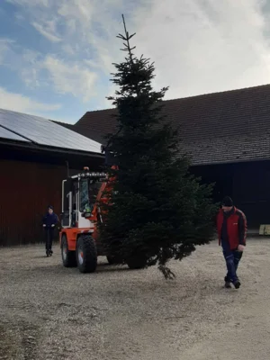 Foto des Albums: Christbäume aufstellen/schmücken 2025