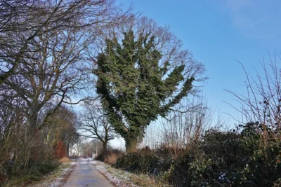 Sattes Gr&uuml;n in wei&szlig;er Welt 