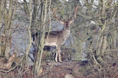 N&ouml;rdlich vom Fasenenweg - ein anderer Kck, ein anderer Bock 
