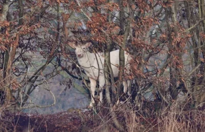 Es erscheint ein alter Bekannter 