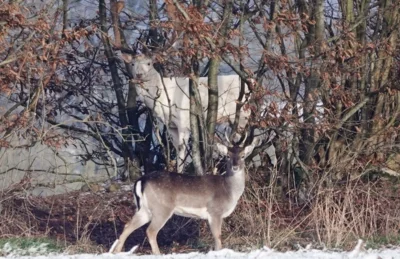 Da stellt sich jemand schtzend vor ihn 