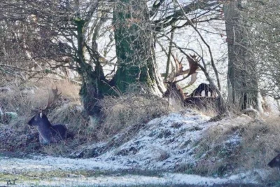 W&auml;chter auf dem Knick - Alarmposten 