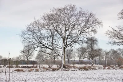 Erkennbar, woher der Wind kam 