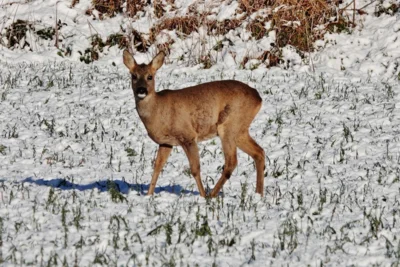 Noch ein letzter Schnappschuss auf dem Heimweg 