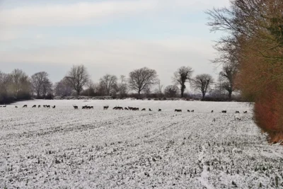 Was tummelt sich da in der Feldmark 