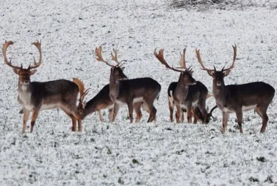 Das Damild auf den vorderen Wassermissen 