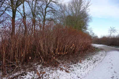 Japanischer Staudenkn&ouml;terich - ein ungebetener Gast 