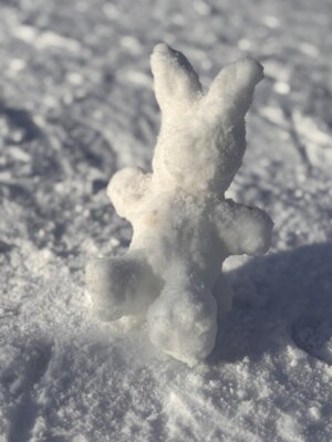 Vorschaubild: Ein Hase