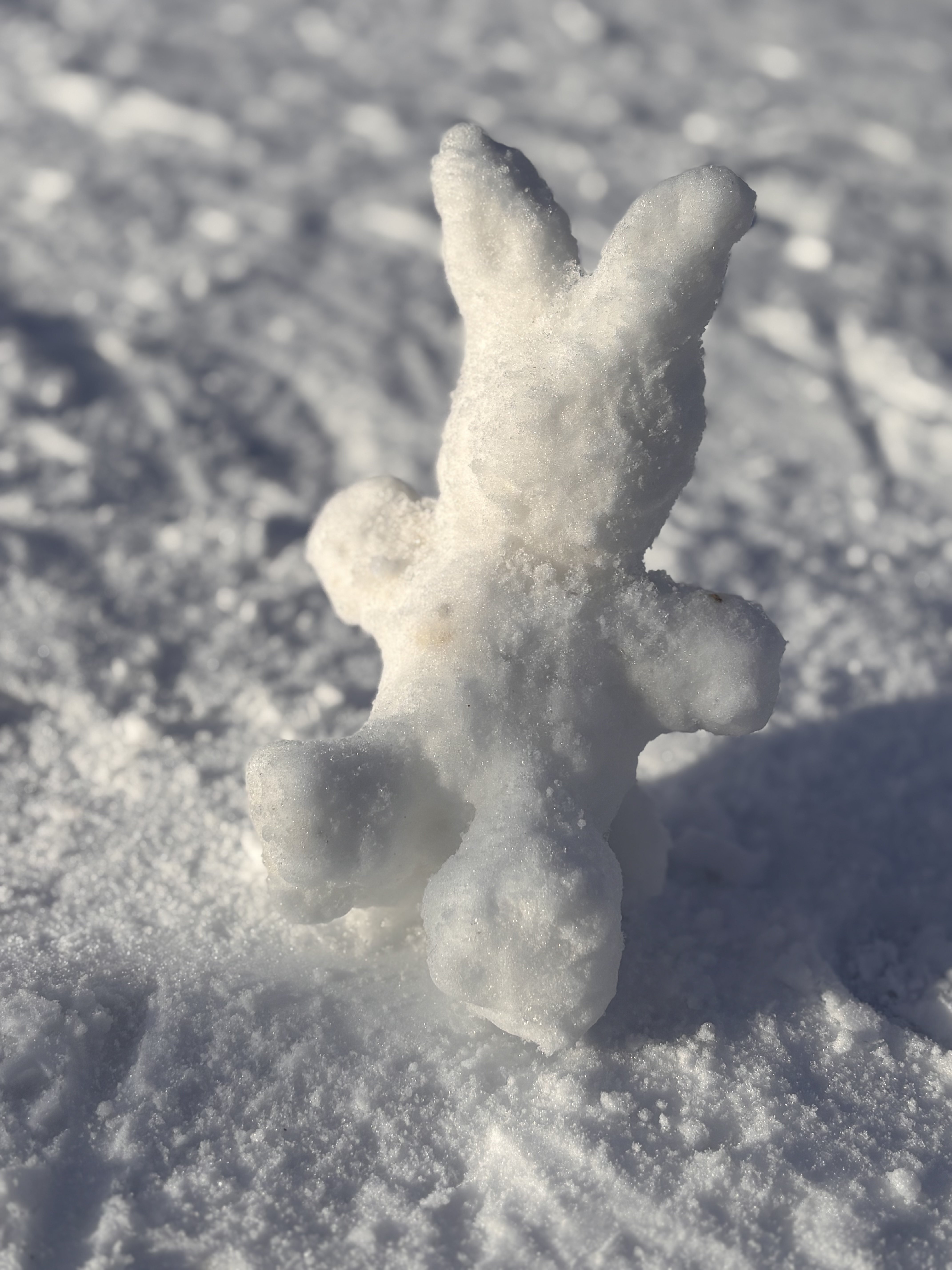 Bild: Ein Hase