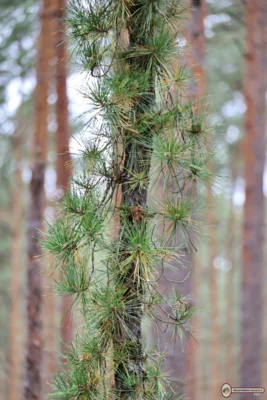 Foto des Albums: Rund um Schadewitz