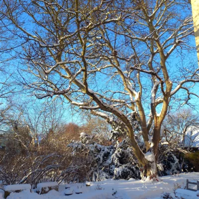 Foto des Albums: Kirche, Pfarrhäuser & Pfarrhof im Winter