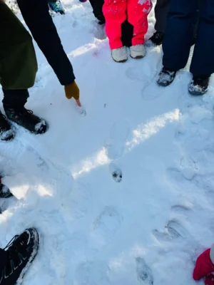 Foto des Albums: Auf Spurensuche im Winterwald