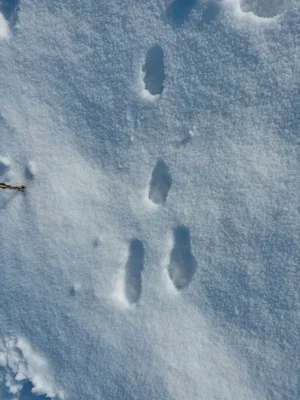 Foto des Albums: Auf Spurensuche im Winterwald
