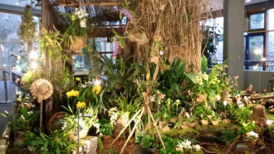 Foto des Albums: Austelungsstand Neu Ulmer Orchideen Tage 2018