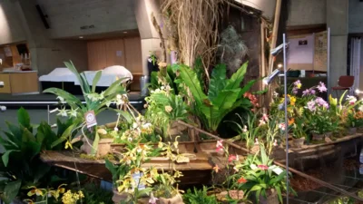 Foto des Albums: Austelungsstand Neu Ulmer Orchideen Tage 2018