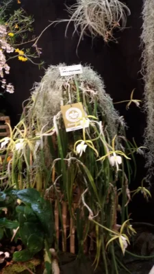 Foto des Albums: Austelungsstand Neu Ulmer Orchideen Tage 2018