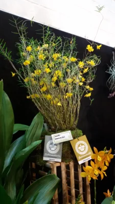 Foto des Albums: Austelungsstand Neu Ulmer Orchideen Tage 2018