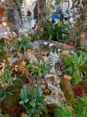 Foto des Albums: Ausstellungsstand Neu Ulmer Orchideen Tage 2020