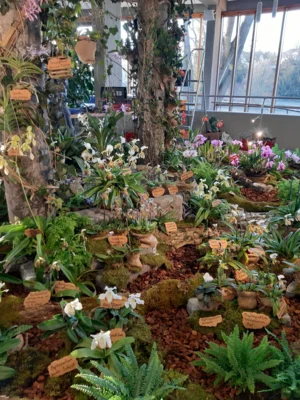 Foto des Albums: Ausstellungsstand Neu Ulmer Orchideen Tage 2020