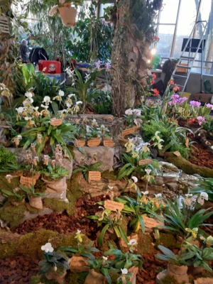 Foto des Albums: Ausstellungsstand Neu Ulmer Orchideen Tage 2024