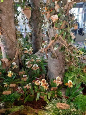 Foto des Albums: Ausstellungsstand Neu Ulmer Orchideen Tage 2024