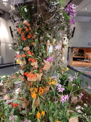Foto des Albums: Ausstellungsstand Neu Ulmer Orchideen Tage 2024