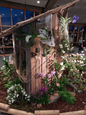 Foto des Albums: Ausstellungsstand Neu Ulmer Orchideen Tage 2024