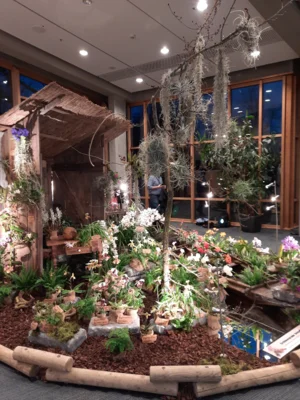 Foto des Albums: Ausstellungsstand Neu Ulmer Orchideen Tage 2024