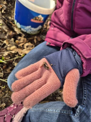 Foto des Albums: In Lumbris Welt - Ein spannender Projekttag rund um den Regenwurm