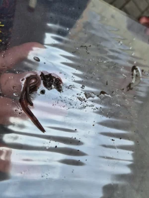 Foto des Albums: In Lumbris Welt - Ein spannender Projekttag rund um den Regenwurm