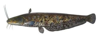Fotoalbum Fisch des Jahres 2026