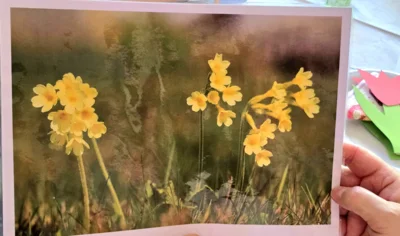 Die Schl&uuml;sselblume 