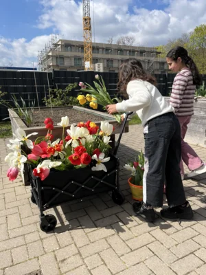 Foto des Albums: Tulpen für Brot 2026