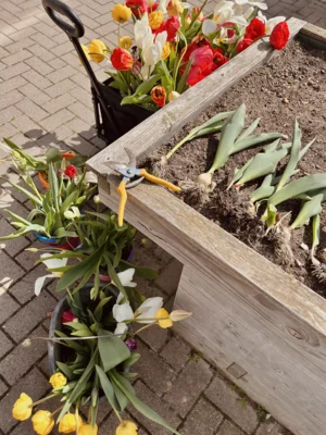 Foto des Albums: Tulpen für Brot 2026