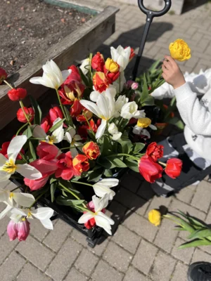 Foto des Albums: Tulpen für Brot 2026