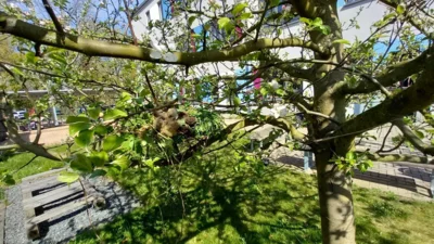 Nestbau zum Eierschutz (3)  (Bild vergr&ouml;&szlig;ern)