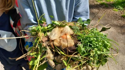 Nestbau zum Eierschutz (8)  (Bild vergr&ouml;&szlig;ern)