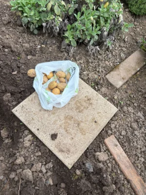 Foto des Albums: Kartoffel setzen im Schulgarten
