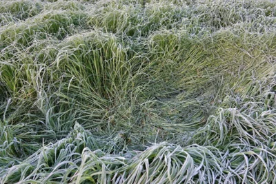 Ein Liegeplatz im hohen Gras 