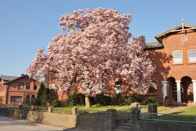 10 Auch ein Einzelbaum - der Magnolienbaum in der Dorfstra&szlig;e 18 