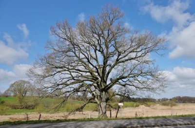 1 Der Einzelbaum oberhalb der Seewiesen 