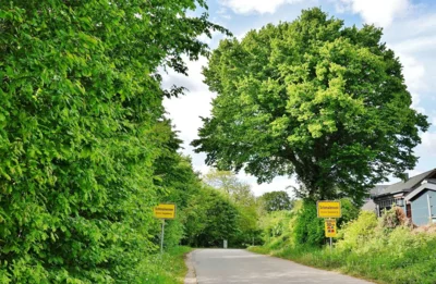 2 Der Baum am Ortseingang aus Damsdorf gilt als &Uuml;berh&auml;lter 