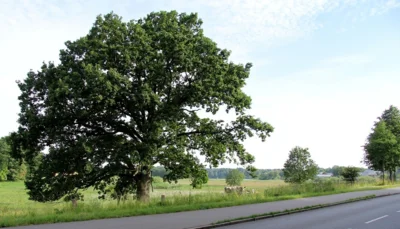 3 Der Einzelbaum m Ortseingang aus Bornh&ouml;ved 
