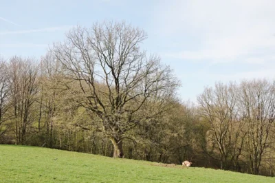 4 Sch&ouml;ner Einzelbaum am Hang hinter dem Sportplaz 