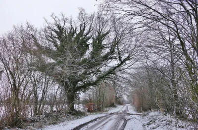 5 Kein Einzelbaum, sondern ein &Uuml;berh&auml;lter im Schnee 
