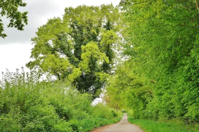 6 Sehr sch&ouml;ner Baum in der Feldmark - ein &Uuml;berh&auml;lter 